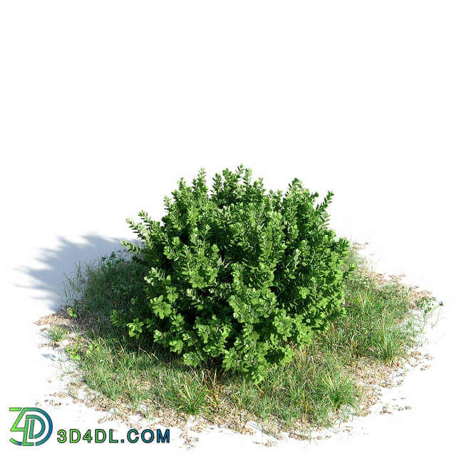 ArchModels Vol154 (010) Buxus Serpenvirnes