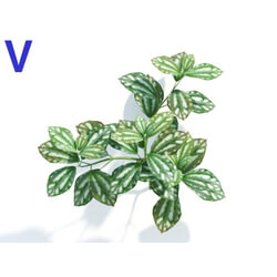Maxtree-Plants Vol04 Pilea cadierei 04 