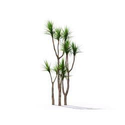 Maxtree-Plants Vol19 Yucca elephantipes 01 01 