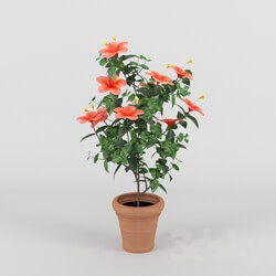 Plant - Hibiscus 