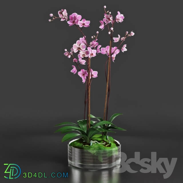 Plant - Orchid