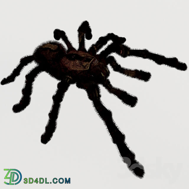 Creature - Spider