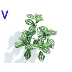 Maxtree-Plants Vol04 Pilea cadierei 05 