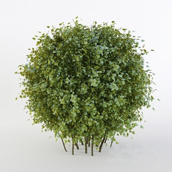 Plant - Bush short-haired in the form of a sphere _Pere fill_ 