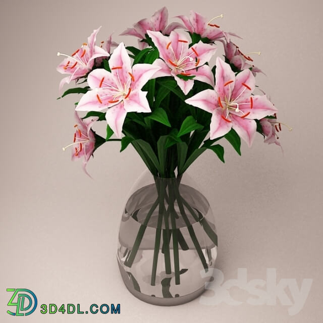 Plant - Flower - Lily Pink