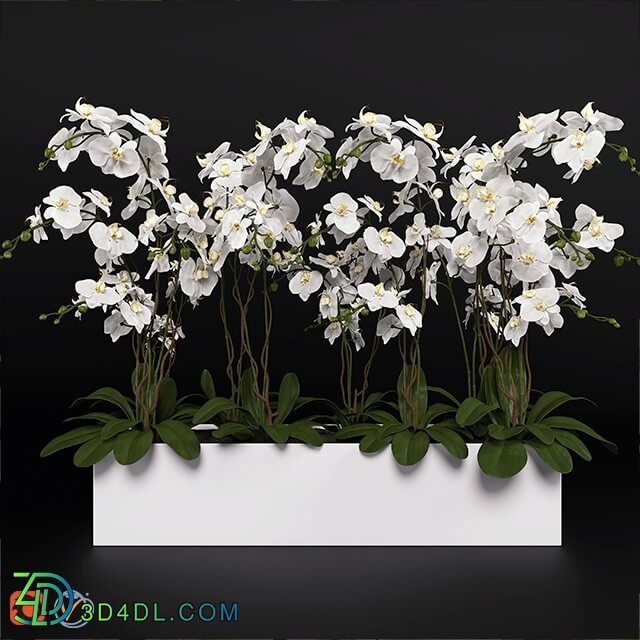 Plant - Orchid _phalaenopsis_ bouquet 3