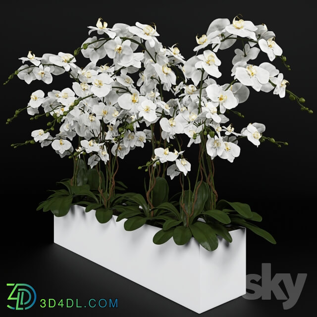 Plant - Orchid _phalaenopsis_ bouquet 3