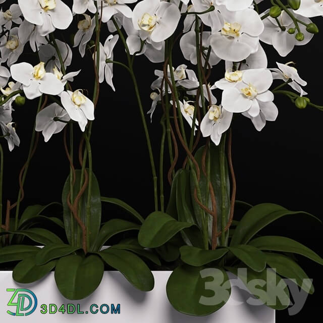 Plant - Orchid _phalaenopsis_ bouquet 3