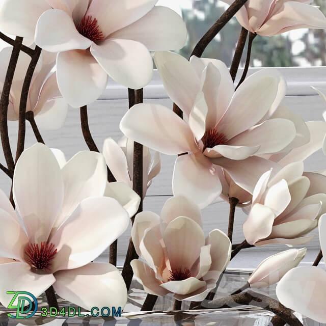 Plant - Magnolia 3