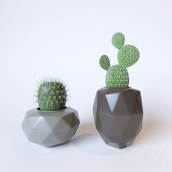 Plant - Cactus decor 