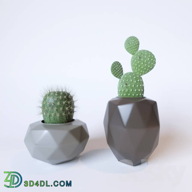 Plant - Cactus decor