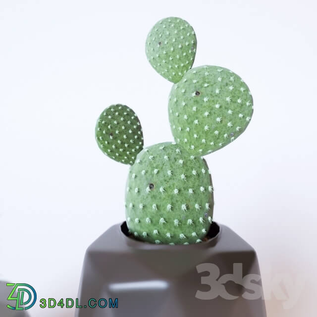 Plant - Cactus decor