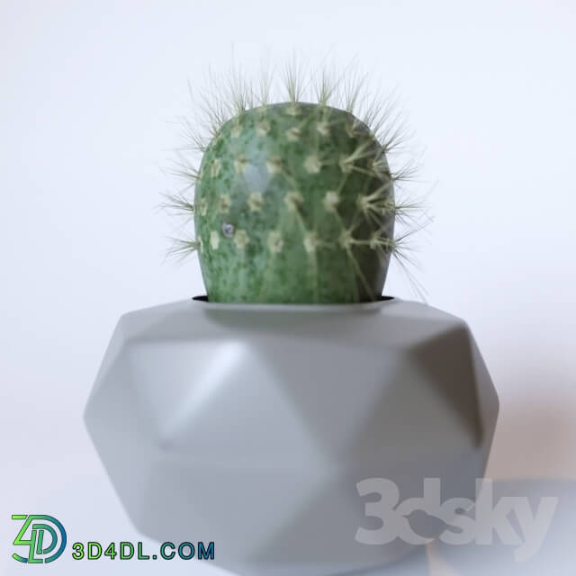 Plant - Cactus decor