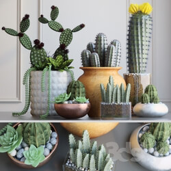 Plant - Cacti 