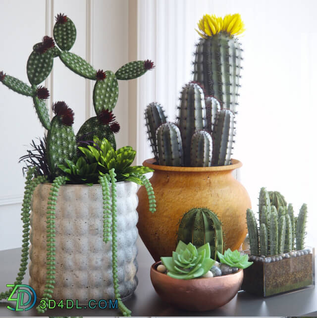 Plant - Cacti