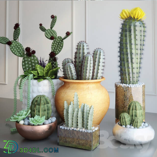 Plant - Cacti