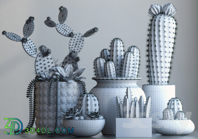 Plant - Cacti