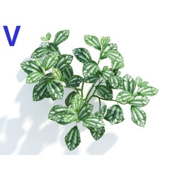Maxtree-Plants Vol04 Pilea cadierei 06 