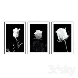 Frame - Posters with roses in black and white style. 
