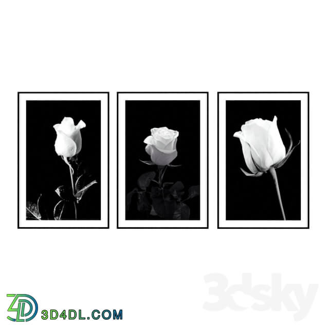 Frame - Posters with roses in black and white style.