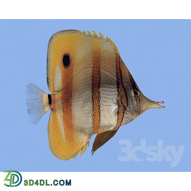 Miscellaneous - Fish _Fish_