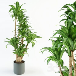 Plant - Dracaena 