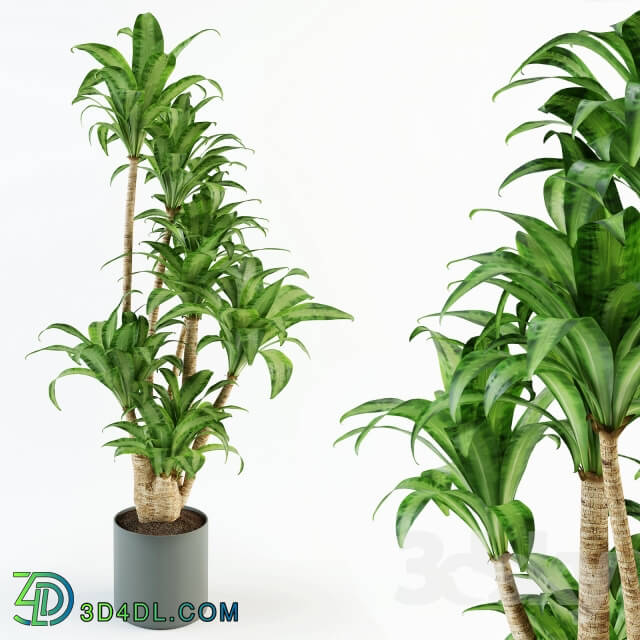 Plant - Dracaena