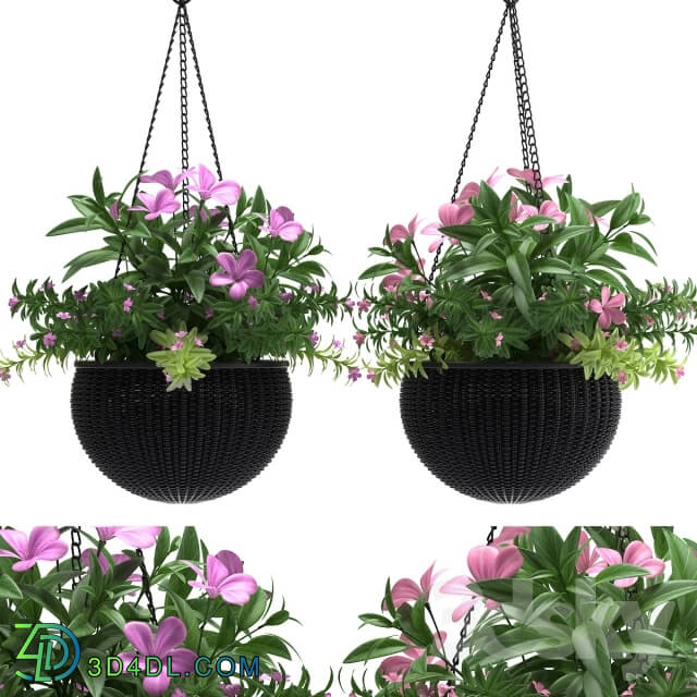 Plant - HANGING BASKET