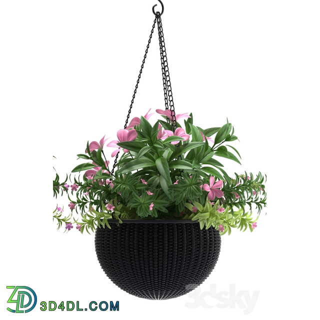 Plant - HANGING BASKET