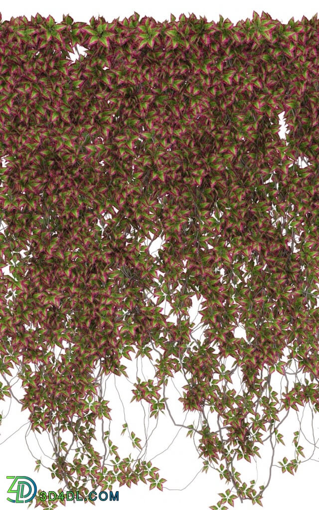 Plant - Wall of wild grapes leaves v3