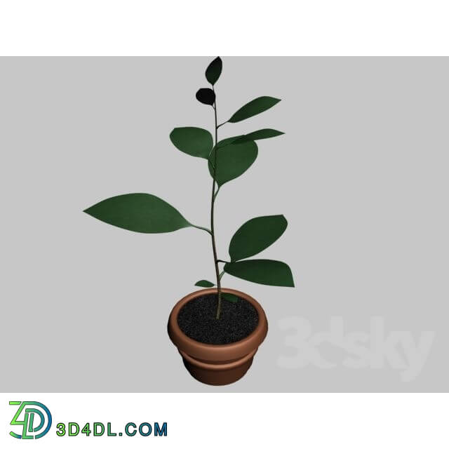 Plant - ficus