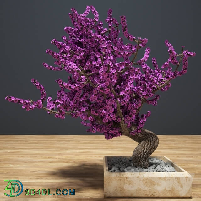 Plant - Bonsai D