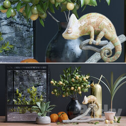 Decorative set - Decorative set_ chameleon 