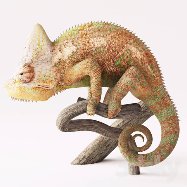 Decorative set - Decorative set_ chameleon