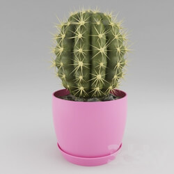 Plant - Cactus 