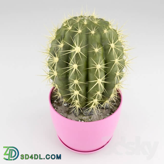 Plant - Cactus