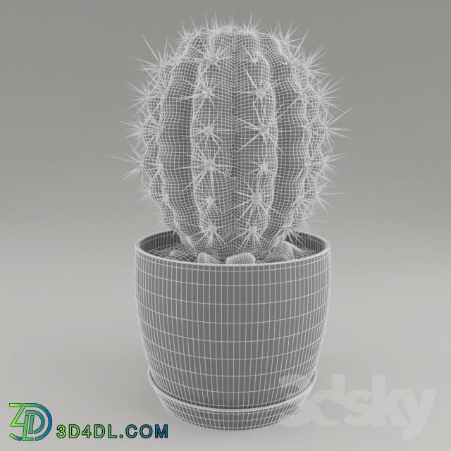 Plant - Cactus