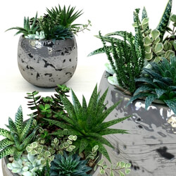 Plant - Pots with plants succulents 