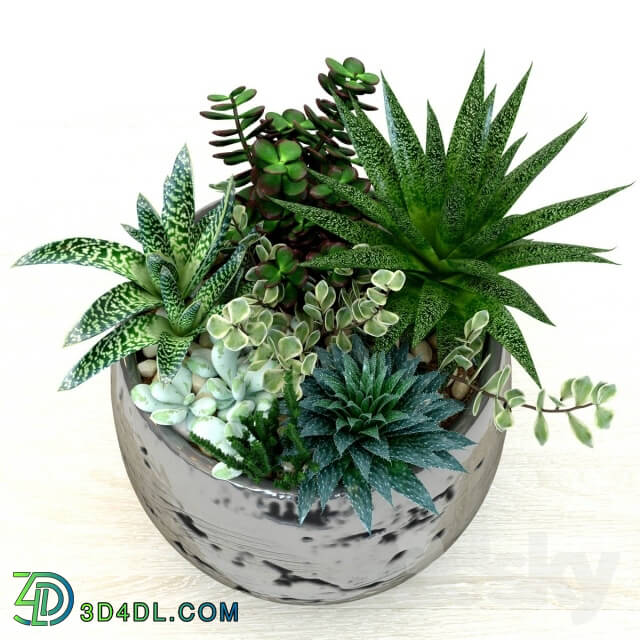 Plant - Pots with plants succulents