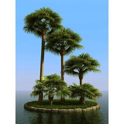 3dMentor HQPalms-03 (42) livistona palm 