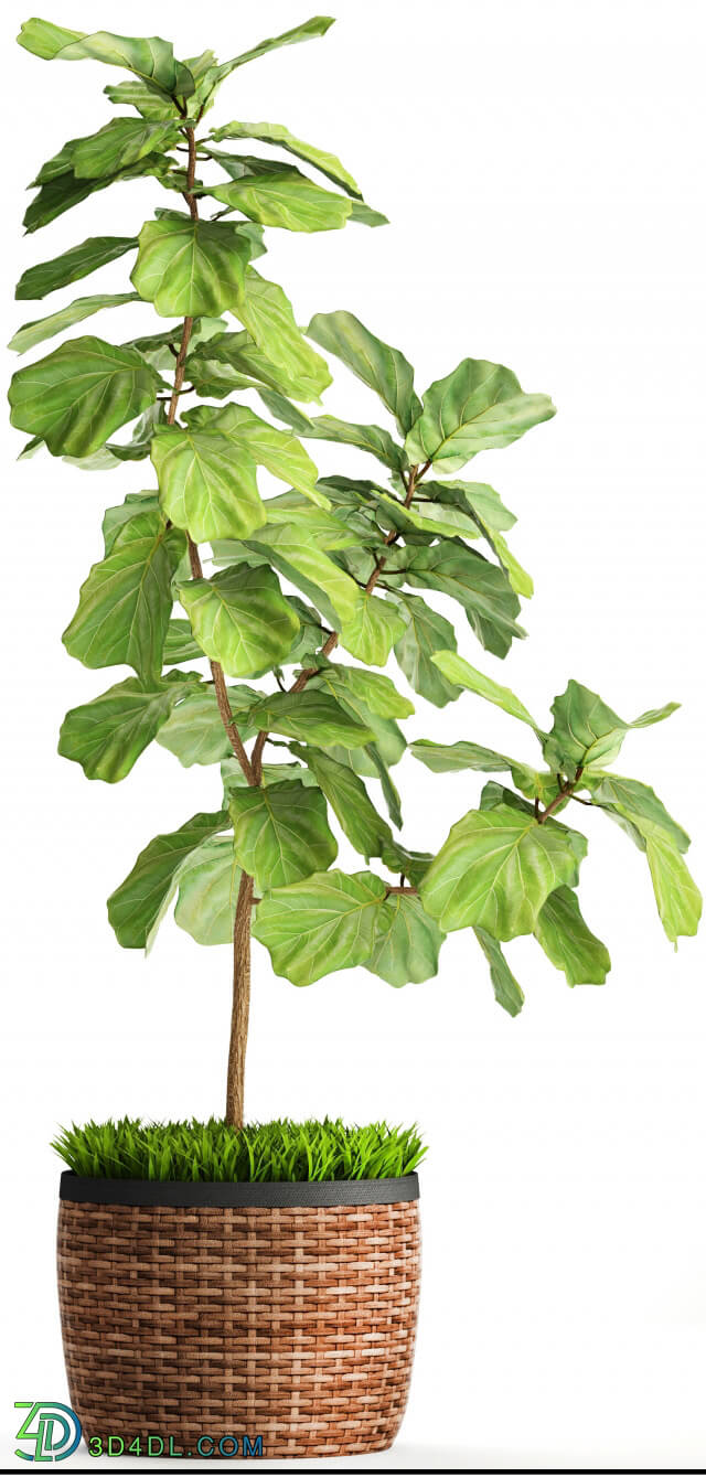 Plant - The ficus is lyrate. Collection. 2