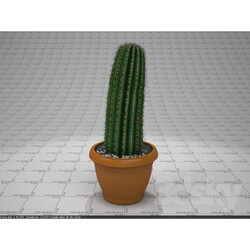 Plant - Kaktus 