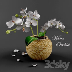 Plant - White Orchid 