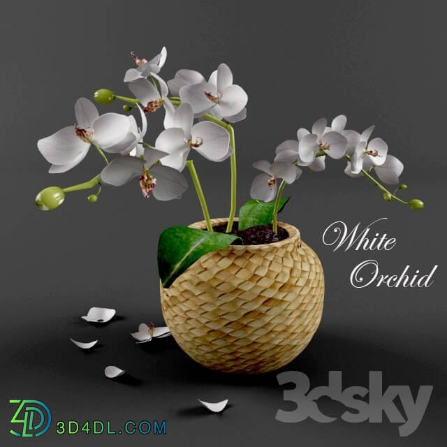 Plant - White Orchid