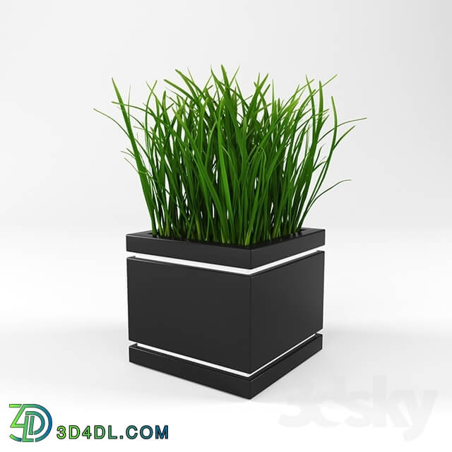 Plant - Decor Grass