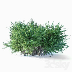 Plant - The bush 001 