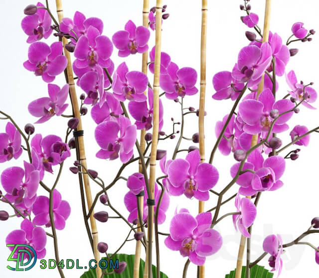 Plant - Orchid 7