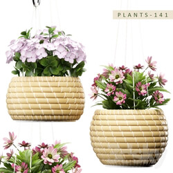 Plant - PLANTS 141 