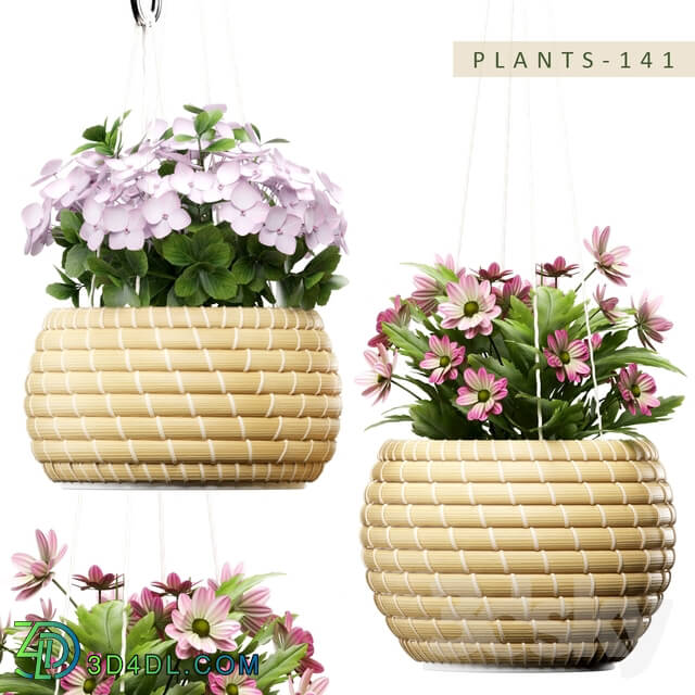 Plant - PLANTS 141