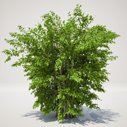 Plant - Bush 120cm 